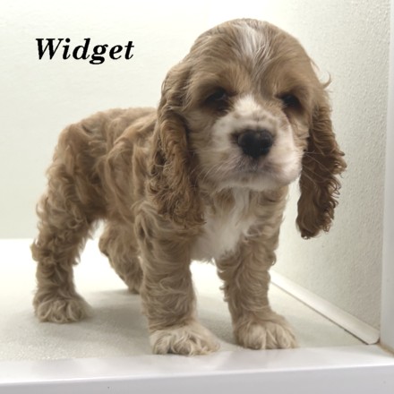 puppy, for, sale, Cocker Spaniel, Joe & Cherri  Overlease, dog, breeder, Miller, MO, dog-breeder, puppy-for-sale, forsale, nearby, find, puppyfind, locator, puppylocator, aca